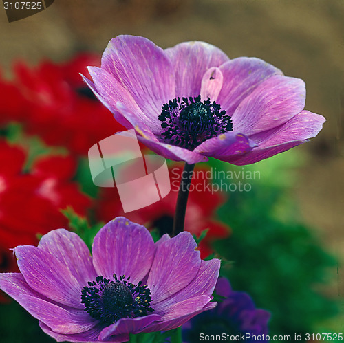 Image of Flowers