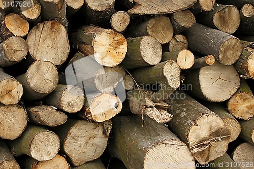 Image of Pile of hornbeam chopped logs close-up