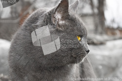 Image of Gray Mature cat outdoors