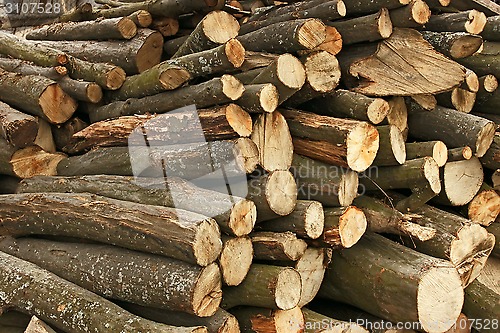 Image of Pile of hornbeam chopped logs