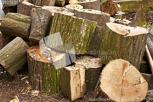 Image of Pile of big hornbeam chopped logs