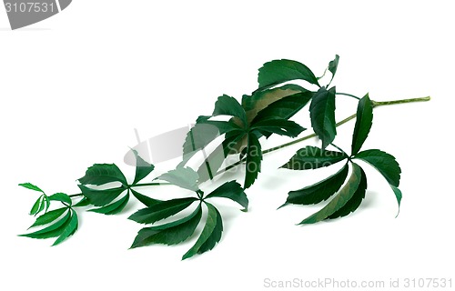 Image of Branch of green grapes leaves (Parthenocissus quinquefolia folia