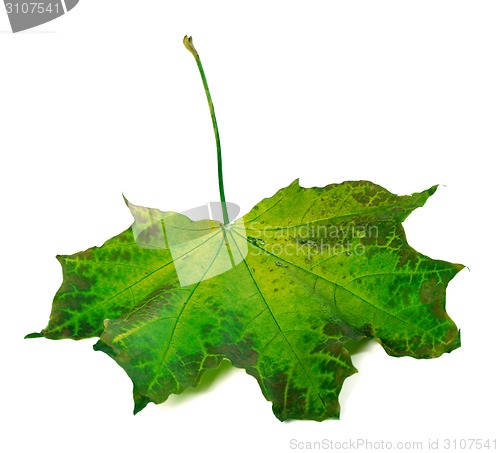 Image of Maple leaf on white background