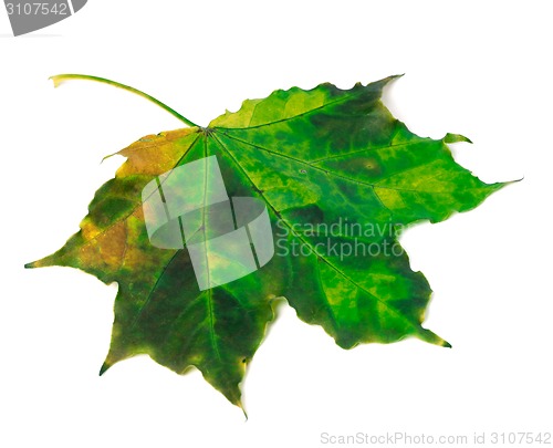 Image of Multicolor maple leaf on white background