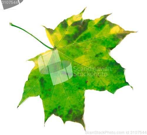 Image of Green yellowed maple leaf