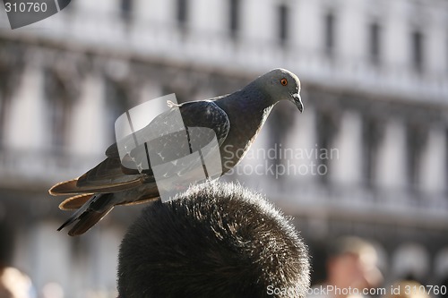 Image of Piazza San Marco - Venezia