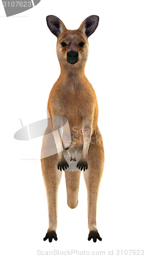 Image of Red Kangaroo with Baby