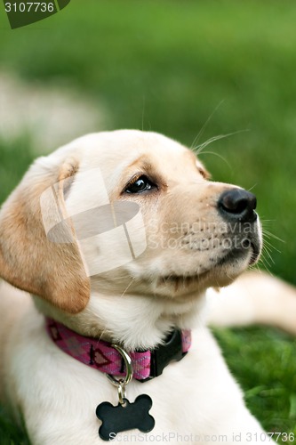 Image of Cute Yellow Lab Puppy