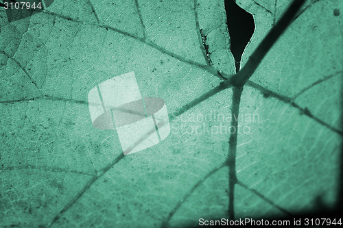 Image of Beautiful background leaf