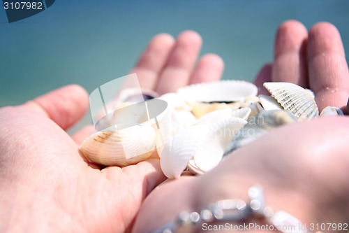 Image of Scallop