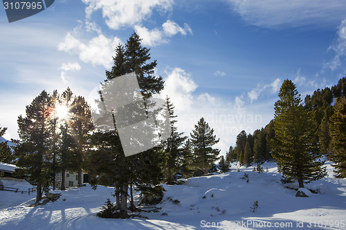 Image of Green fir trees in the Austrian Alps