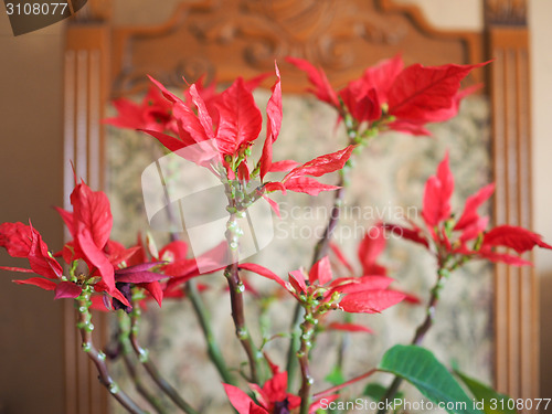 Image of Poinsettia Christmas star