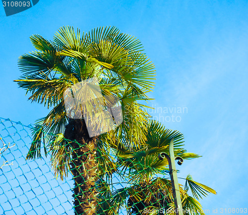 Image of Palm tree