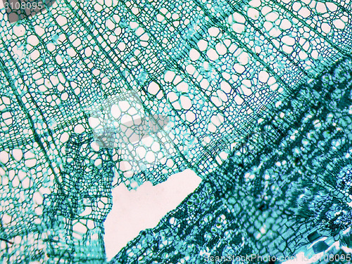 Image of Tilia stem micrograph