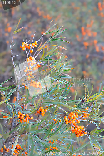 Image of sea-buckthorn