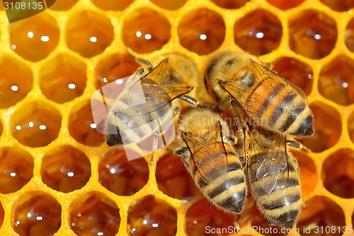 Image of  working bees on honey cells