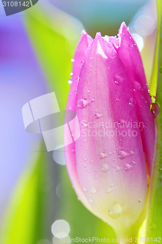 Image of one tulip and drops