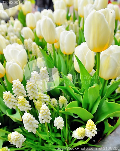 Image of Muscari botryoides and tulips