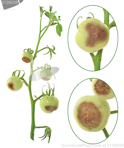 Image of Blossom end rot of tomato - Calcium deficiency - plant disorder