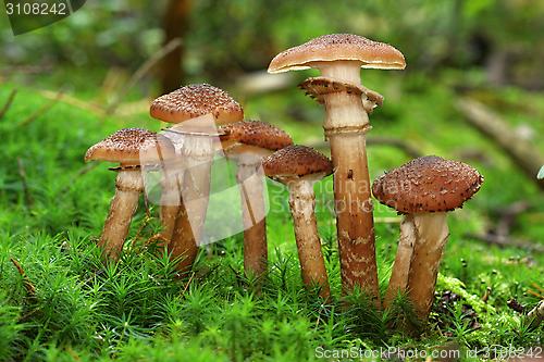 Image of group of the armillaria