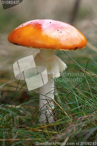 Image of unidentified orange mushroom