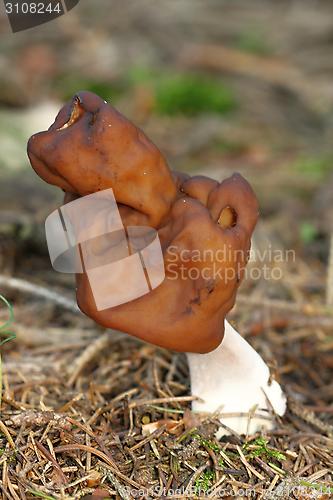 Image of unidentified white mushroom