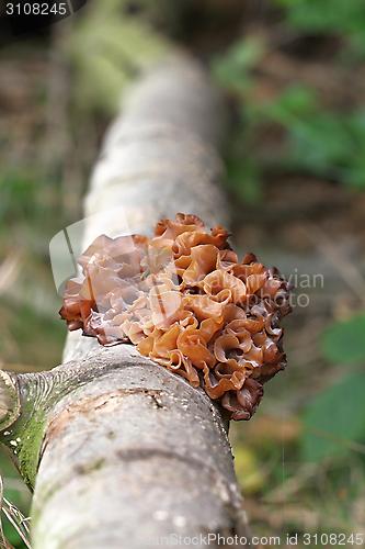 Image of tremella foliacea