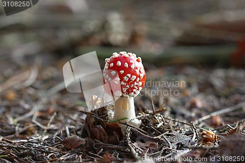 Image of amanita muscaria