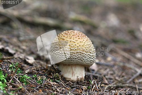 Image of blusher mushroom