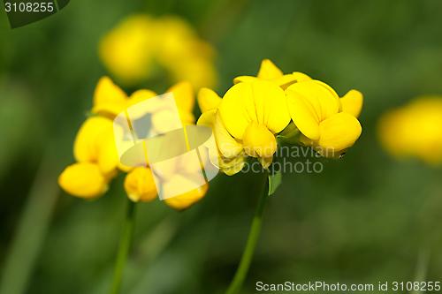 Image of flower with purple blossom
