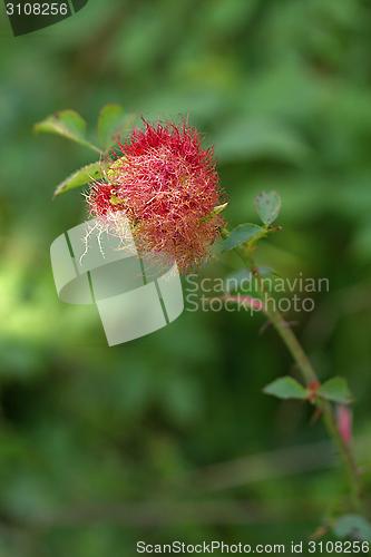 Image of bush with red piece of strings