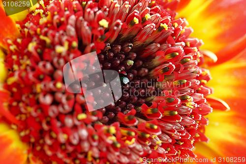 Image of flower with red blossom