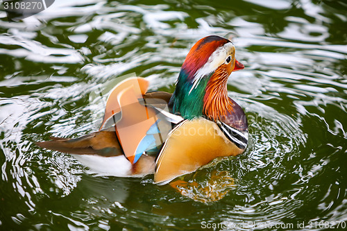 Image of Mandarin duck in water