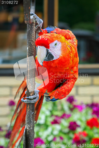 Image of Scarlet macaw on iron bar