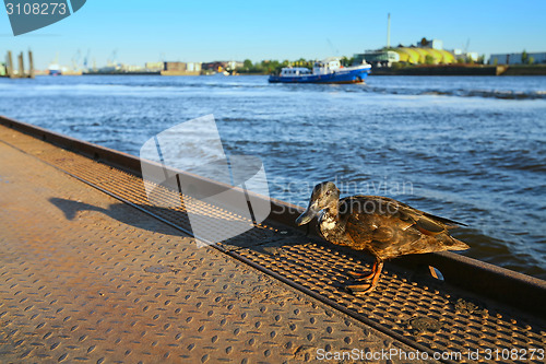 Image of Duck standing on dock