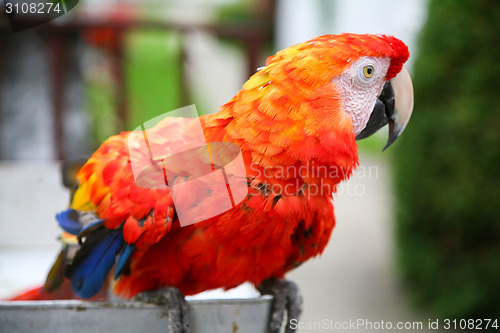 Image of Scarlet macaw parrot close up