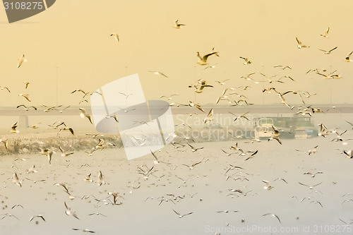 Image of Seagulls flying above water