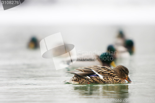 Image of Flock of ducks in pond