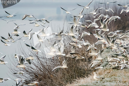 Image of Group of seagulls flying