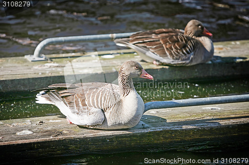 Image of Ducks on wooden boards