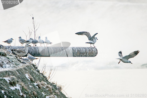 Image of Seagulls standing on tube