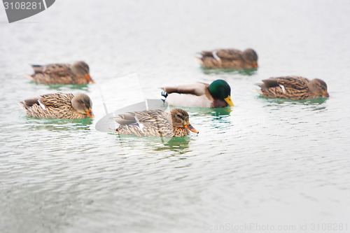 Image of Ducks in lake water