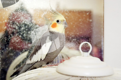 Image of Cockatiel parrot standing on cage