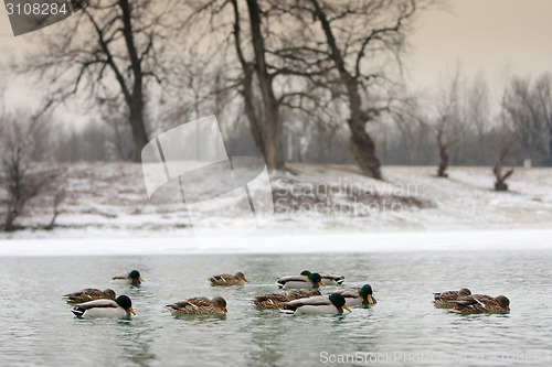 Image of Flock of ducks in lake