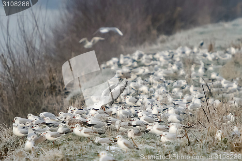 Image of Group of seagulls on shore