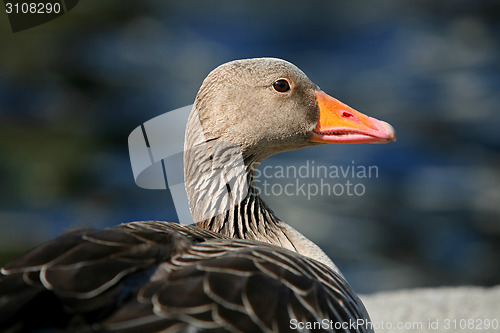 Image of Side view of duck