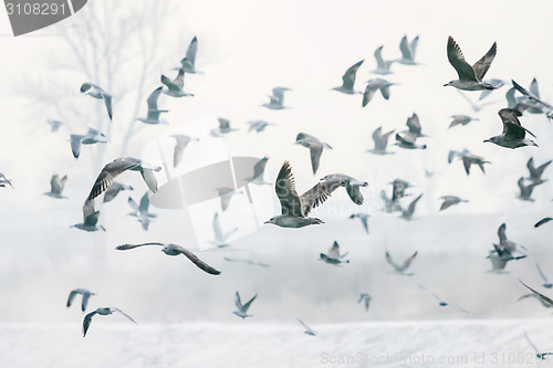 Image of Seagulls flying near shore