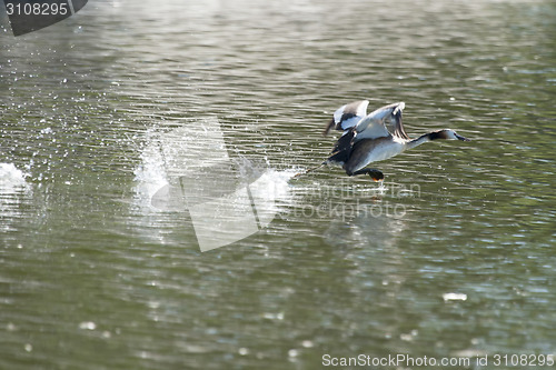 Image of Duck taking off in lake