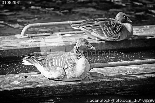 Image of Ducks on wooden boards bw