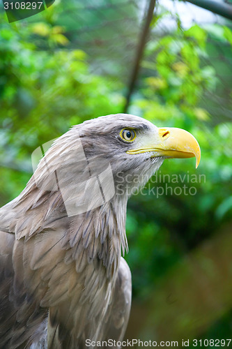 Image of White tailed sea eagle in zoo